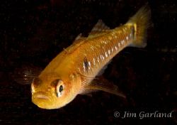 Two-spotted goby by Jim Garland 